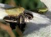 Tettigometra sulphurea